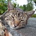 displayname (@kcinjenkins) Twitter profile photo