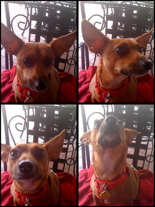 Lucky dog, lucky dog, I'm a lucky dog. I was lost but she founded me.