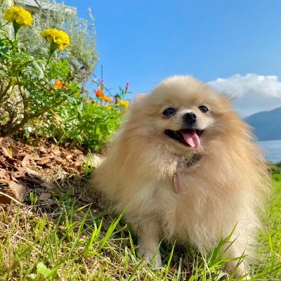 だっこして！ZOO！は箱根・芦ノ湖のほとり、箱根園の中にあります。 可愛いワンちゃん・うさぎ達、たくさんの動物たちとふれあえておやつもあげられるよ。 室内の施設なので、雨の日だって大丈夫！ 夏でも、冬でも快適に動物たちと楽しめます！