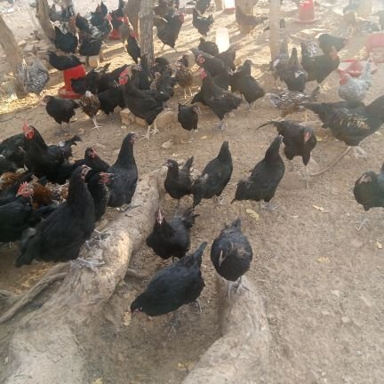 OSundire's profile picture. Farmer