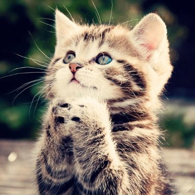 ImTheBestWolfie's profile picture. What's Up😜