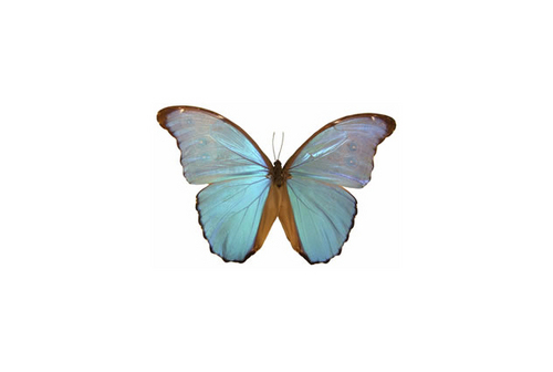 DeanesKombucha's profile picture. Deane's Kombucha is hand crafted in Minneapolis, MN using the finest organic ingredients.  We are your source of traditionally brewed kombucha.