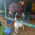 Jeffrey (@jeffreybarngoat) Twitter profile photo Jeffrey (@jeffreybarngoat) Twitter profile photo