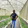 dansoa_maame's profile picture. Buisiness Developer and Independent consultant for Greenhouse horticulture