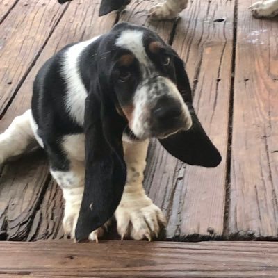 EmmaGirlyGirl's profile picture. Scooter & Emma OTRB. We foster dogs (mostly #BassetHound #BassetRescue). Live in CT, ❤️ is in the Midwest.