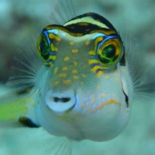 美しい海や、かわいい魚が好きなリゾートダイバーです。バブル期にダイビングを始めてちょっとづつ潜っています。石垣島に移住してフルリモートでサラリーマンやってます