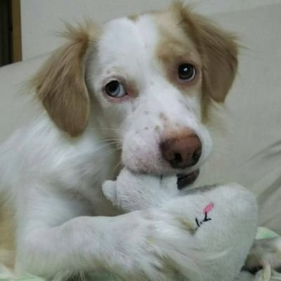 ゴルフ大好き・楽しくがモットー🏌
犬🐶猫🐱も好きな
オヤジしてます😊
無言いいね・フォローしますが
寛大にお願いします👍
🎸高中正義の大ファン🎸