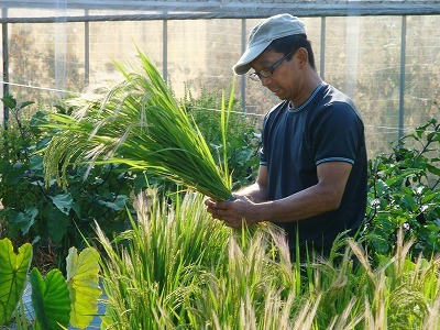 本山から芦屋川、夙川、ニテコ池の緑豊かな街路をぬけて、西宮市神垣町の農園へ通勤しています。6月中旬～10月は農園で栽培された夏野菜、イチジクを毎日16：00から直売していますよ。観賞稲や麦作を通じて、道通り、ブログ仲間との交流を図っています。 三宅農園　　miyake.farm＠ezweb.ne.jp