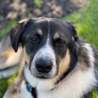 Adam Pollack (@azp002) 's Twitter Profile