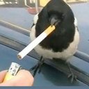 GlasgowBricklayer's avatar