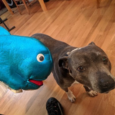 Calibrating frequencies and echo-locating with the pod 🐳
Leftover Salmon, Col. Bruce, Ween, Jazz, 🎹;
Survey methodology;
Whale-speak with a porpoise accent