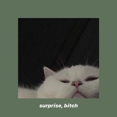 xmelisq's profile picture. 