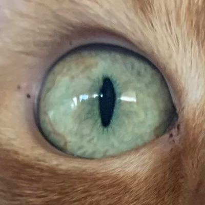 mudmavis's profile picture. 
