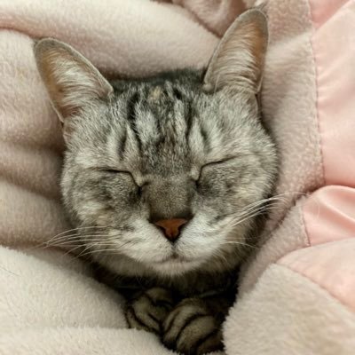 はな 12w On Twitter あんなに好きだったシャインマスカットが甘すぎ 今はキウイと梨が美味しすぎる たらこかミートソーススパゲティ食べたい でもずっと胃が痛いよー もー