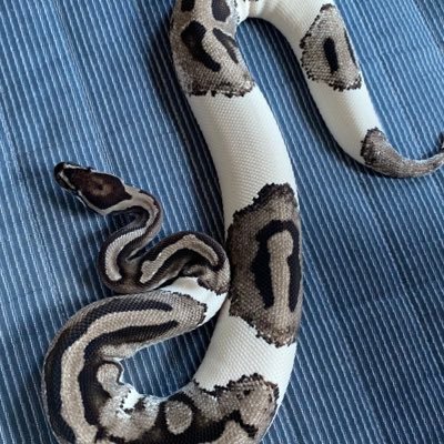 H1de_Bp's profile picture. 🐍🦎🐢