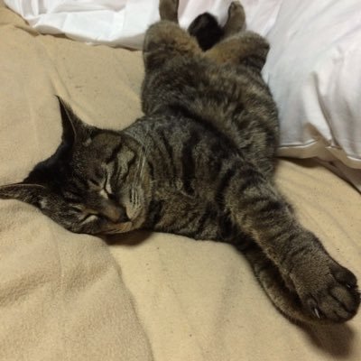あかささんのプロフィール画像