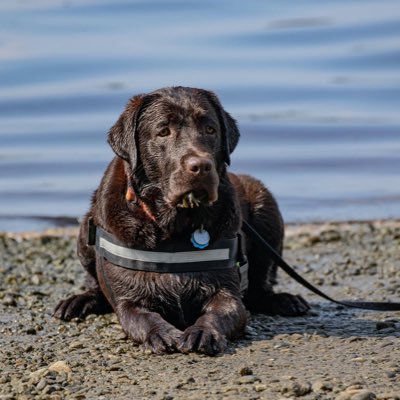 choc lab #darkside