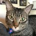 Stella (@tombyronscat) Twitter profile photo Stella (@tombyronscat) Twitter profile photo