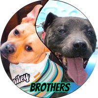 𝑩𝒂𝒊𝒍𝒆𝒚 & 𝑱𝒂𝒎𝒆𝒔𝒐𝒏(@pittiebros) 's Twitter Profile Photo