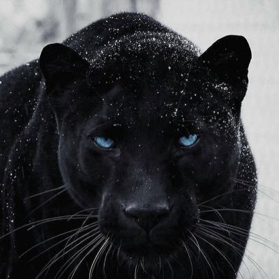 diyaaaegis's profile picture. مملة الوحدة، ولكنها اكثر انصافاً من مجتمع يملئه ضجيج النفاق.