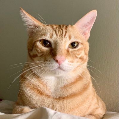 NachoDjinn's profile picture. birding enthusiast