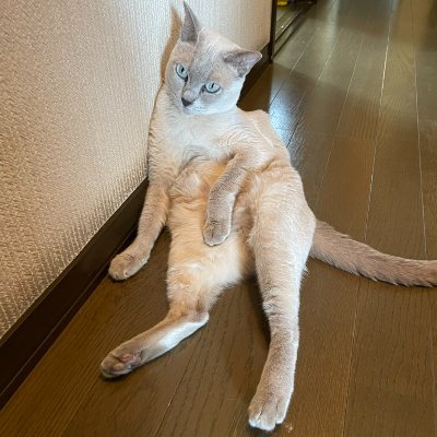 flIs953EJyvu5Pk's profile picture. 2020.3.19〜会社１本に収入を依存することに危機感を持ち始めてプログラミング学習を開始。勉強や日常の記録の為にTwitterを始めました
2021.6 色々とあって退社
2021.8 RaiseTech受講開始
趣味・好きなこと：ヲタ活、映画鑑賞、読書、ポケモンgo、猫のお世話