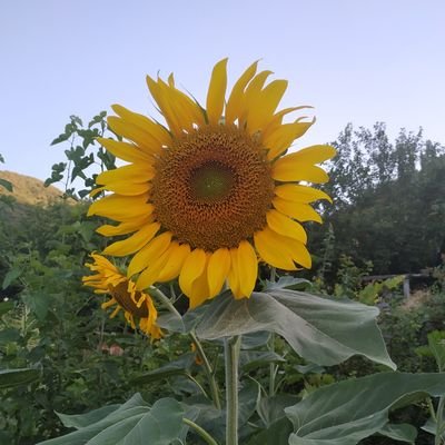 Muhabbetşinas lâkin bir o kadar da merdümgiriz bir zât.