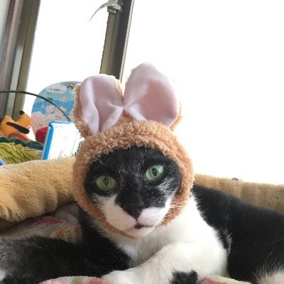 drop310's profile picture. 開発SE。 スノーボードと昼寝が好き。甥猫マンチカン♂JMくんと、フレンチブルドッグのはなちゃん(2021/9/28産まれ、ブリンドル♀️)お送りするアカウントです。