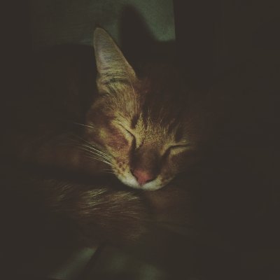 relingolingo's profile picture. hanya suka menulis deretan kata