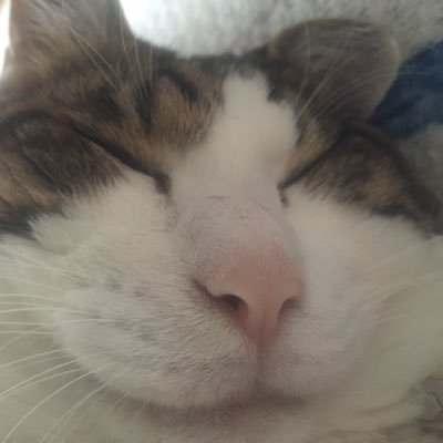 かっじゃさんのプロフィール画像