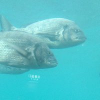 書籍を紹介するbot (@bot_libros) 's Twitter Profile Photo