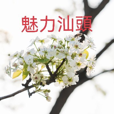 Tom06936357's profile picture. 講好汕頭故事，傳播好汕頭聲音！