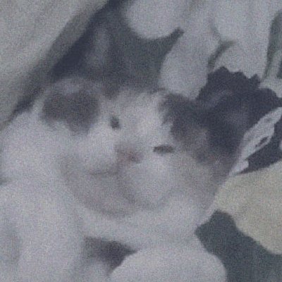 Pinokkioさんのプロフィール画像