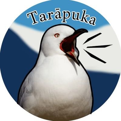 The Tarāpuka is the world's most threatened gull and they're only found in NZ. The population continues to rapidly decline, putting them at risk of extinction.