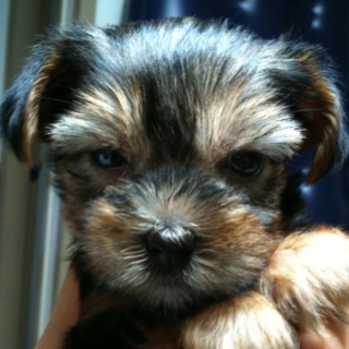 ndino7's profile picture. 