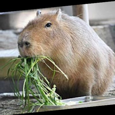カピバラ (@pHFs93QVfy9azmY) / Posts / X