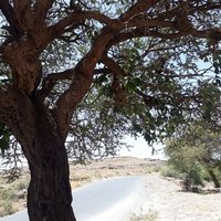 فلاح (@qf800) 's Twitter Profile