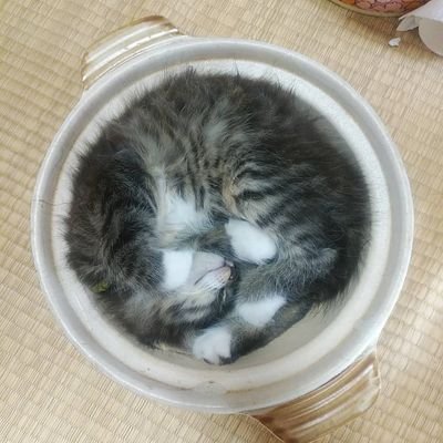 人狼などなど、好きなこと呟きます🐱一生初心者な予感(  ；∀；)マダミス沼浸かり中。
人狼🐺/逆転裁判/福本漫画/ひぐらし/スイーツ/オッドタクシー/ジョジョ/ヘタリア/金カム/コナン/MARVEL