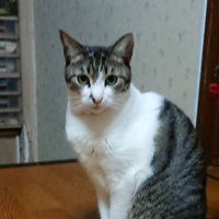 内藤騎之介@異世界のんびり農家 (@kinosuke_naitou) 's Twitter Profile Photo 内藤騎之介@異世界のんびり農家 (@kinosuke_naitou) 's Twitter Profile Photo