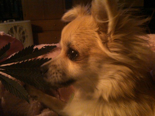 420Hvnfn123's profile picture. Make the most you can of the Indian Hemp seed and sow it everywhere.
George Washington