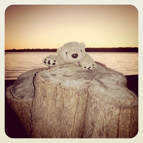 PollysTreks's profile picture. I am an adventurous Polar Bear that likes to travel the world and near my home in Austalia. This site allows me to share my adventures with my friends including