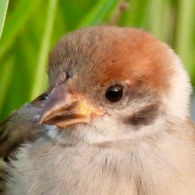 野鳥大好きな高校生です！初心者🔰撮った写真を載せます！📸鳥以外の昆虫などの生き物も好きです！生き物系の人はフォロバします〜😊