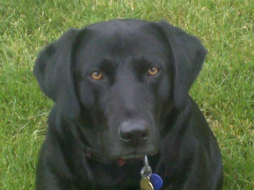 kublican's profile picture. 