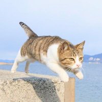 ザキヤマと飛びねこ (@joefsmbc2cxnv53) 's Twitter Profile