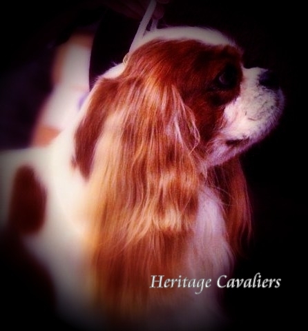 Cavalier King Charles Spaniel Breeder and Exhibitor.  Dallas / Ft. Worth - Texas