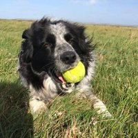 Sarah and Boo 23/01/2011 -01/07/24 🌈❤️Boo (@sedgewick100) 's Twitter Profile