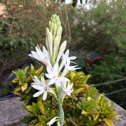 ramakan88471473's profile picture. Ramakant choudhary