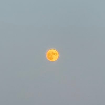 SalemSayada's profile picture. 🇹🇳 oui.