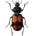 Coleopterists Society of Britain and Ireland (@colsocbi) Twitter profile photo Coleopterists Society of Britain and Ireland (@colsocbi) Twitter profile photo