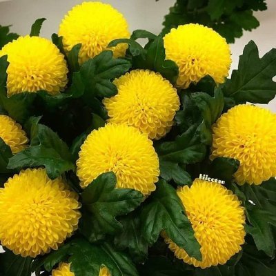 vinogradinaone's profile picture. Ван Лав мои близкие люди 🕊️🕊️🕊️🕊️🕊️